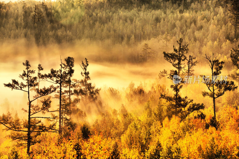 晨雾中的金色森林