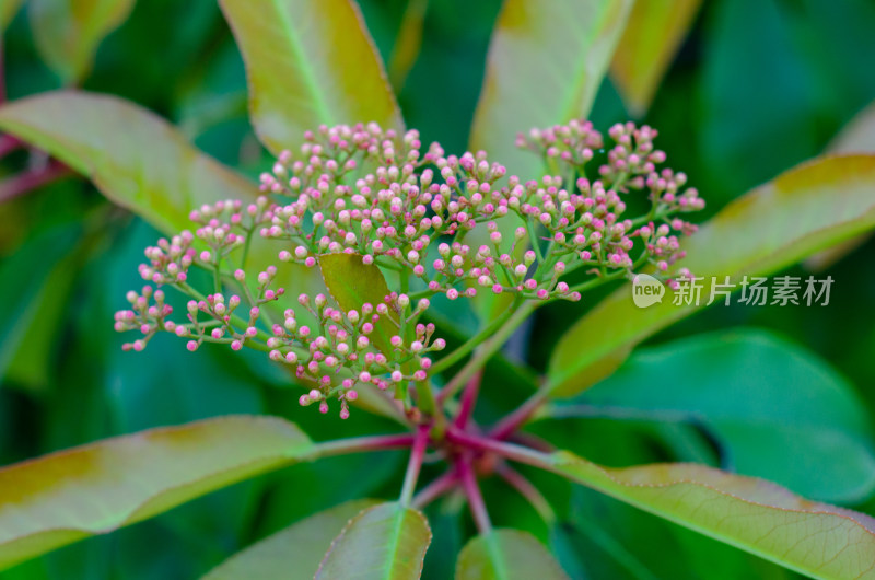 俯拍一束石楠花花苞