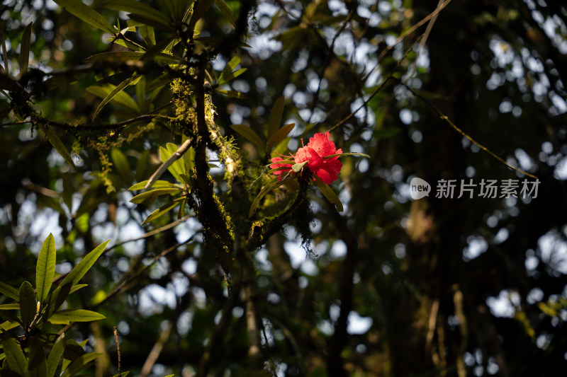 绿叶中娇艳欲滴的红色花朵