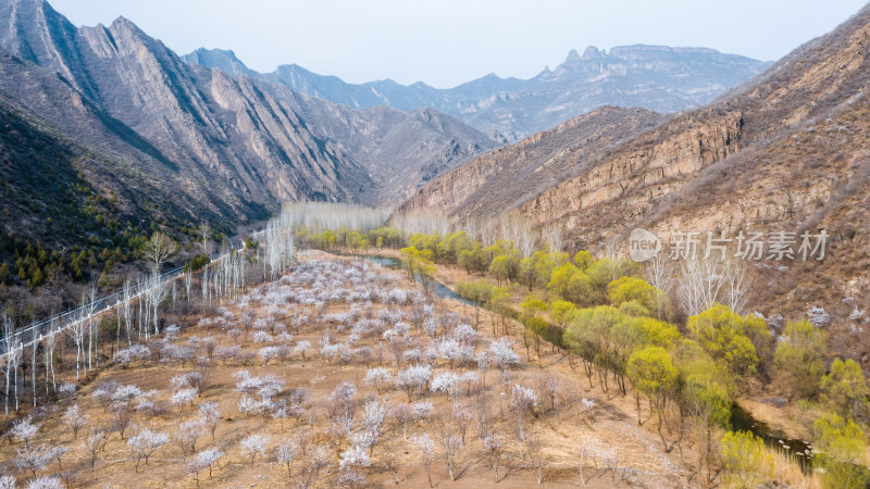 春天北京山区公路旁盛开的山杏花