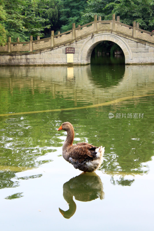 湖泊天鹅