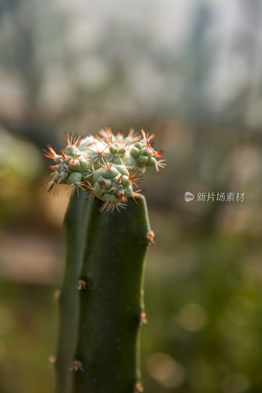 仙人球多肉植物