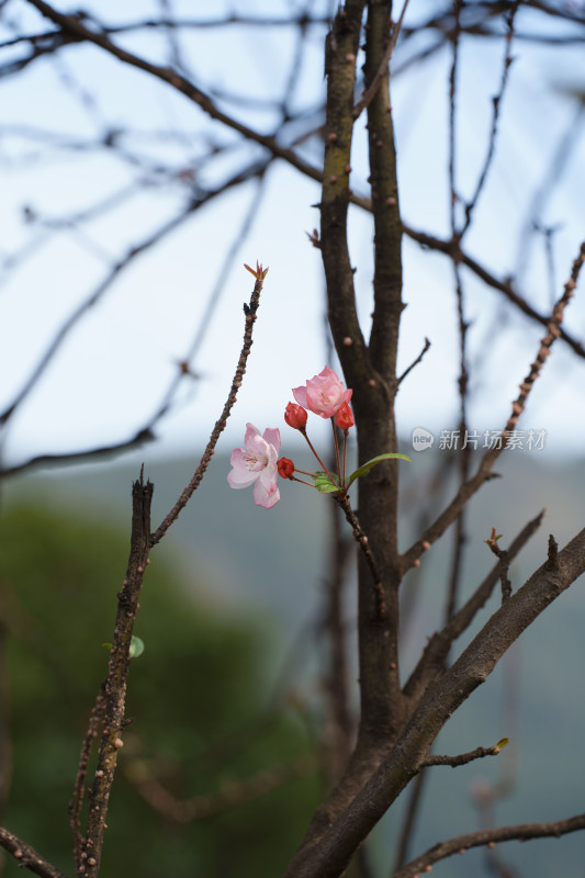 初春重瓣粉红海棠花