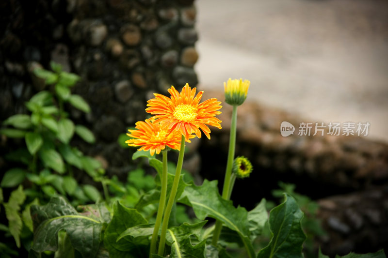 盛开的非洲菊