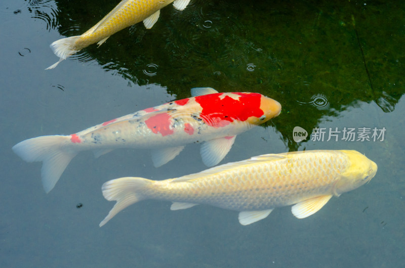 下雨天陕西西安广仁寺的池塘中的锦鲤