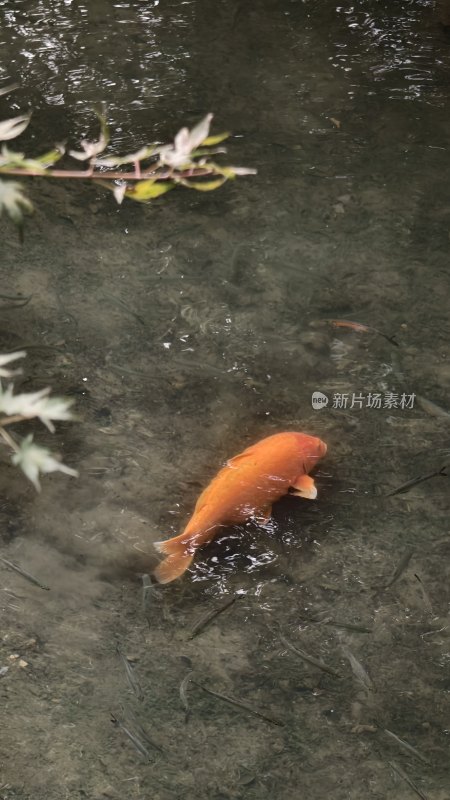 水中游动的金鱼特写镜头