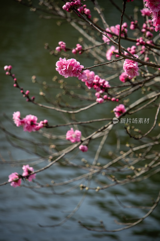 春天湖边湖面上绽放的粉红色桃花