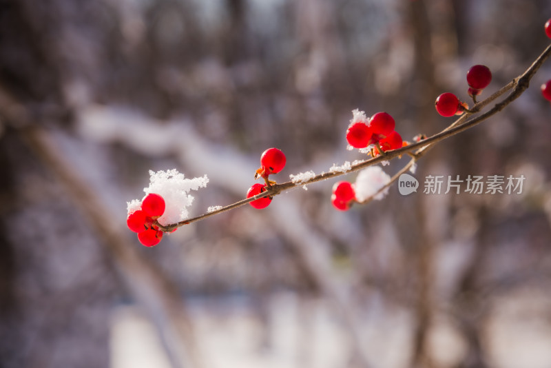 冬日红色浆果上的雪花背景