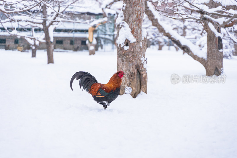 雪地上的公鸡散养鸡