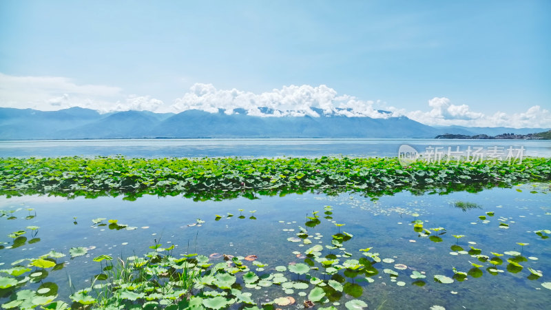 云南大理苍山洱海荷花