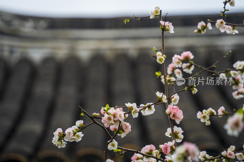 苏州园林网师园看松读画轩盛开的木瓜海棠花