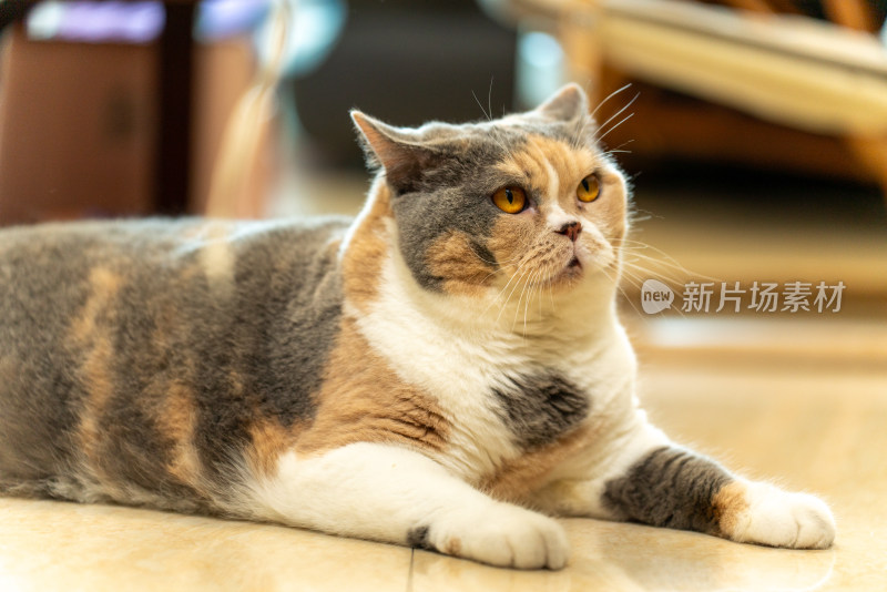 小猫一只