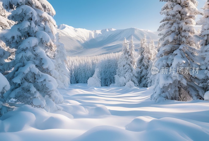 冬季森林白雪覆盖风景