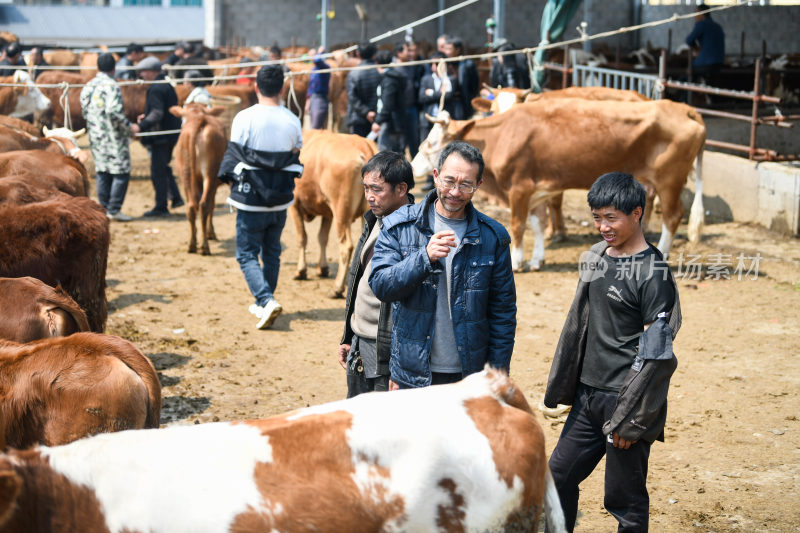 贵州牲畜交易市场牛市卖牛人流热闹