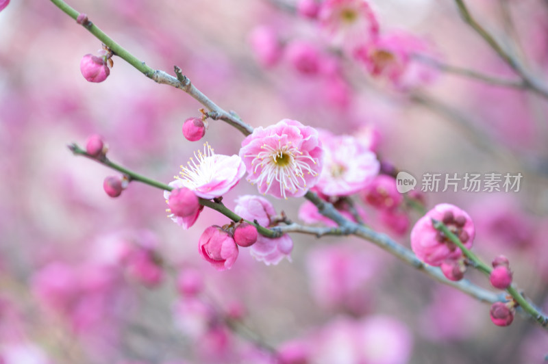 特写粉色梅花枝头绽放