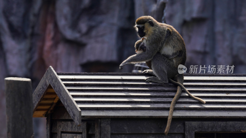 猴子母亲抱着幼崽