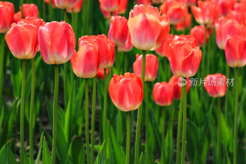 郁金香鲜花实拍背景