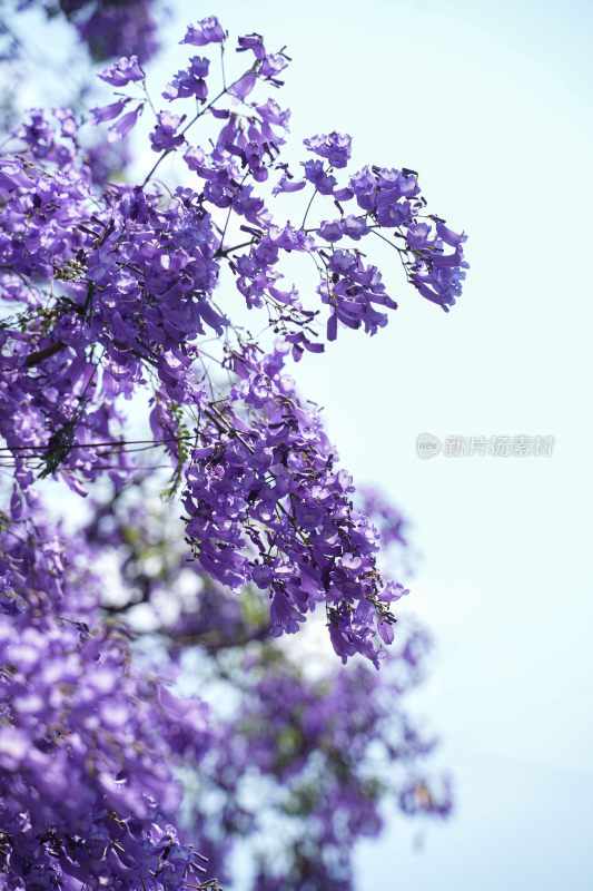 昆明蓝花楹盛开