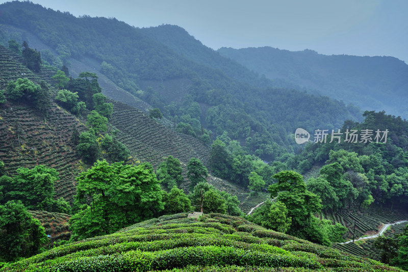 夏天的茶园