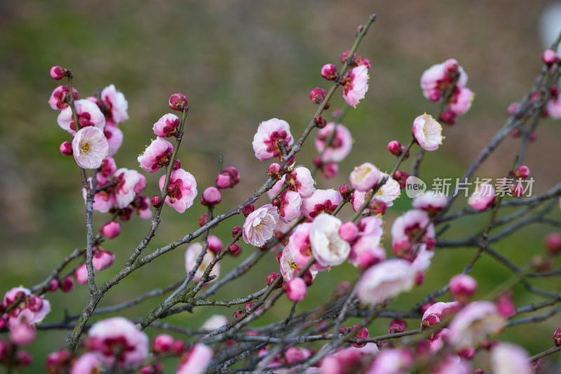 盛开的粉色梅花