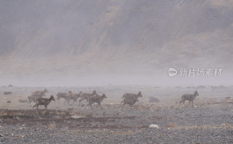 西藏下雪天的岩羊群