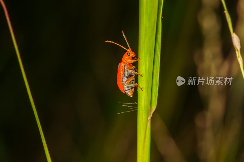 红甲虫与绿叶