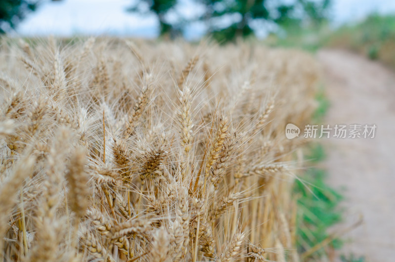 陕西渭南，芒种时节的金色麦田旁的土路