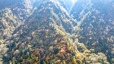 秋季四川西部山区理小路两侧的彩色树林