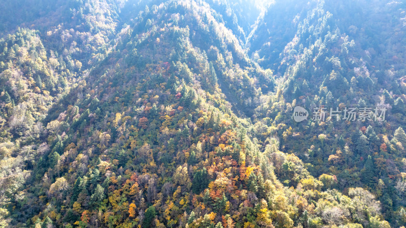 秋季四川西部山区理小路两侧的彩色树林