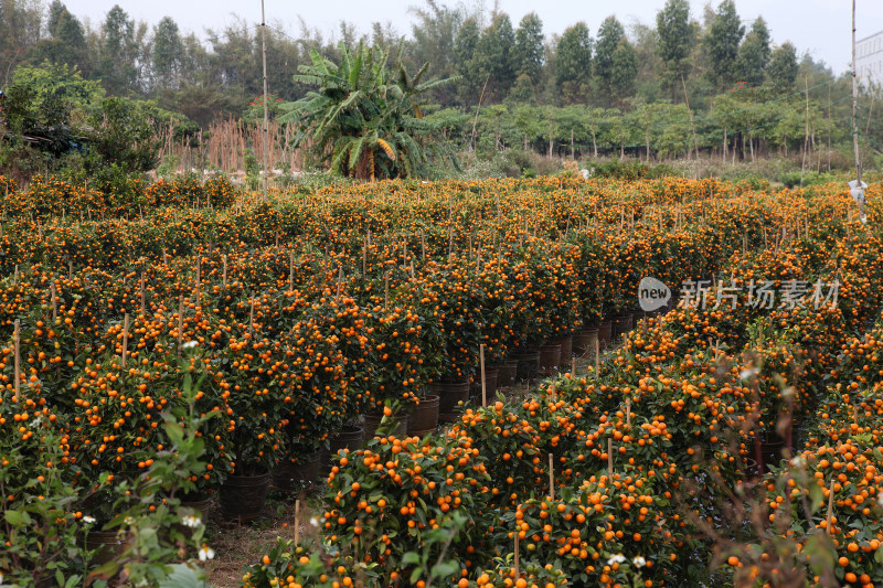 柑橘种植园