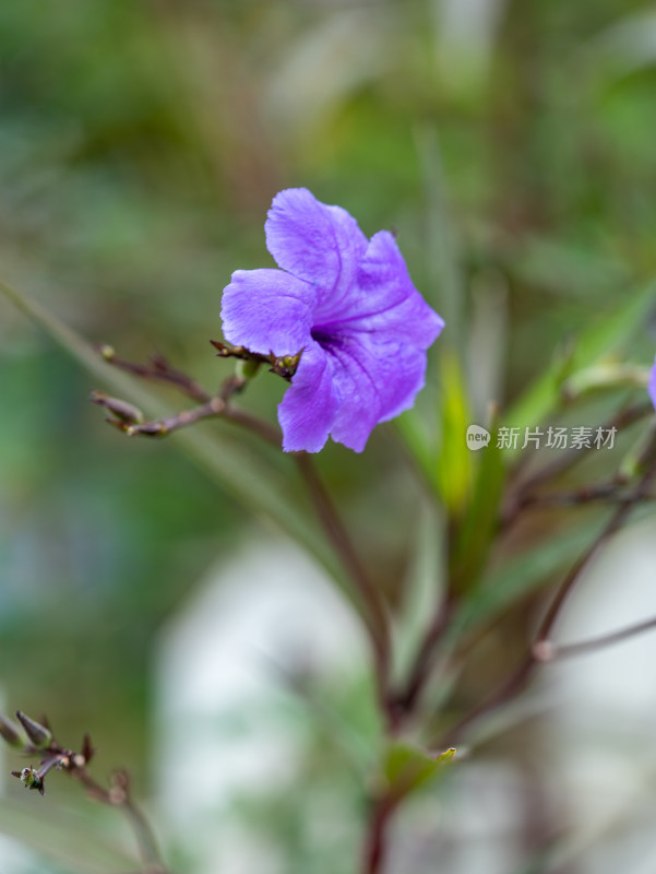 翠芦莉花朵特写