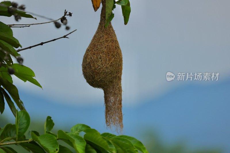 树上悬挂的鸟巢特写