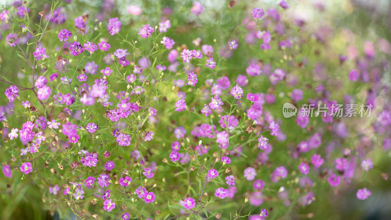 植物满天星特写