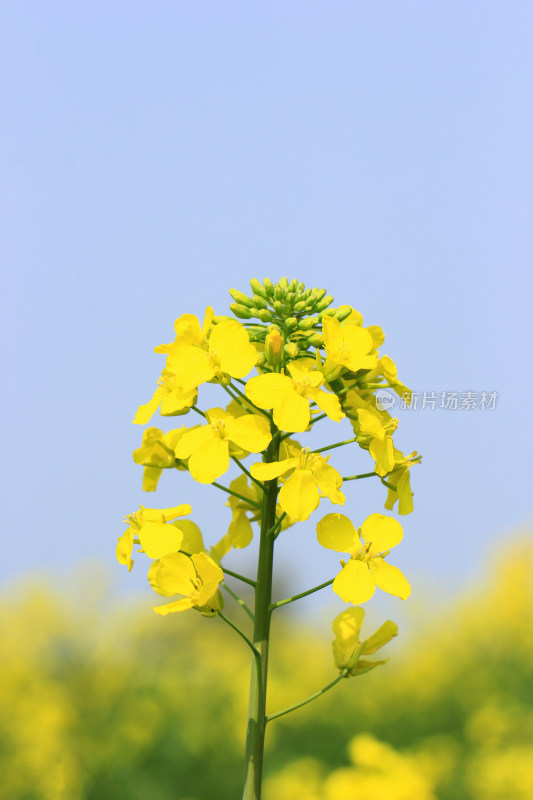 春天金黄的油菜花特写