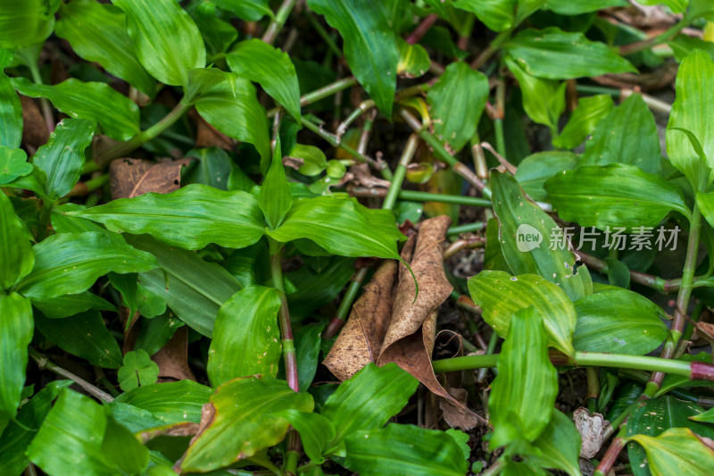 中药材鸭跖草科植物鸭跖草