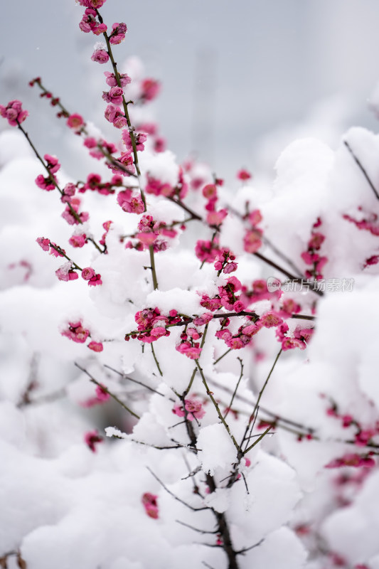 雪后的梅花很美