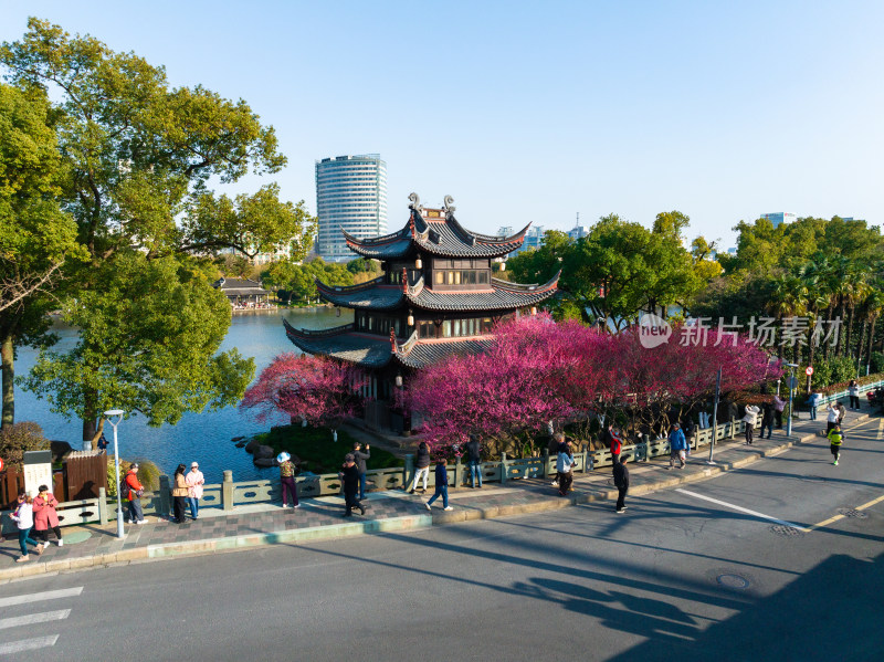 宁波月湖超然阁的梅花开了春天到了