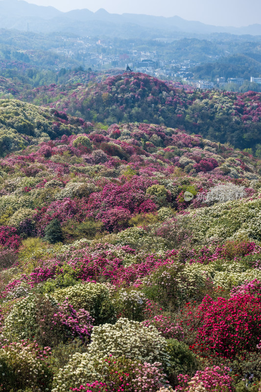 贵州百里杜鹃山间盛开的烂漫杜鹃花