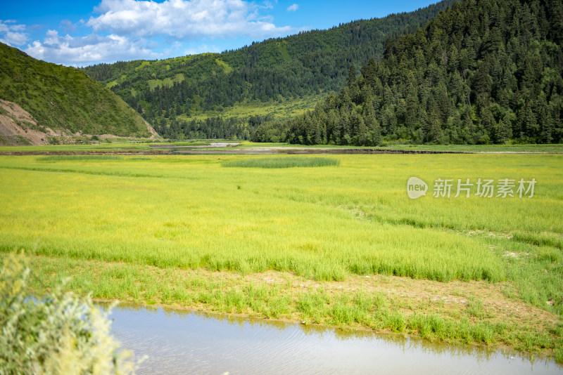 河边的芦苇