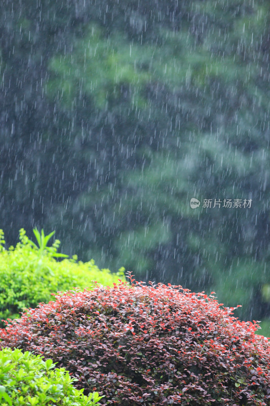 下雨天雨水中植物背景