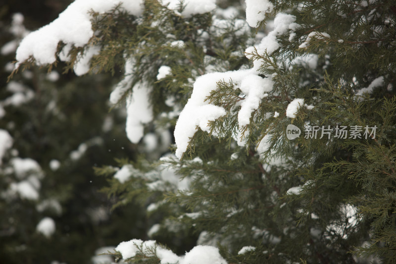 大雪后积雪在松树的枝头景色