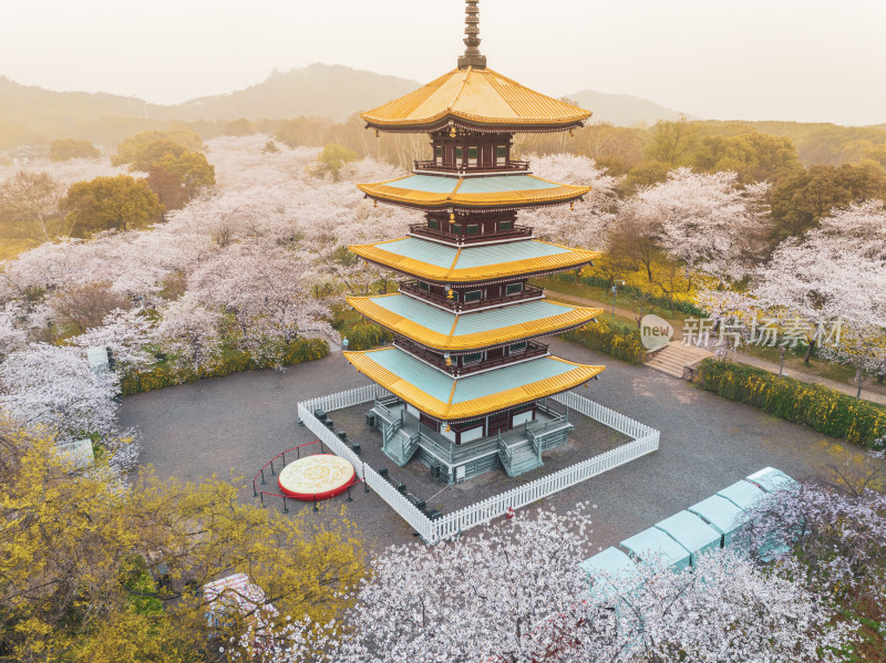 武汉东湖磨山樱花园樱花盛开