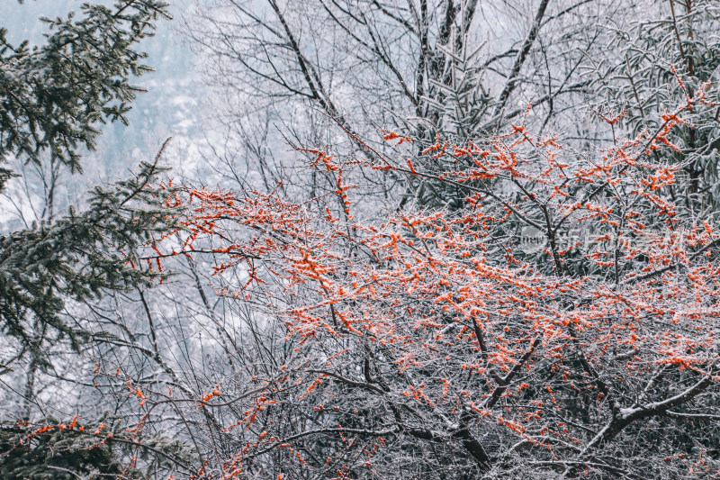 雪中成熟沙棘果