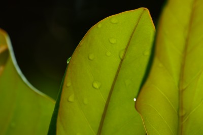 树叶上的雨滴