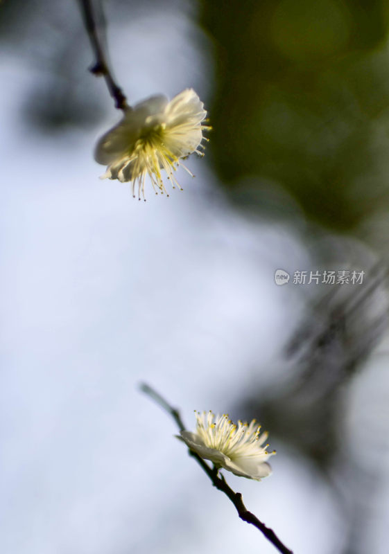 特写白色花朵绽放画面