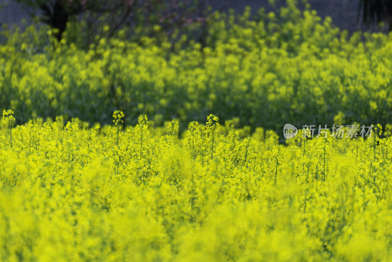 婺源油菜花