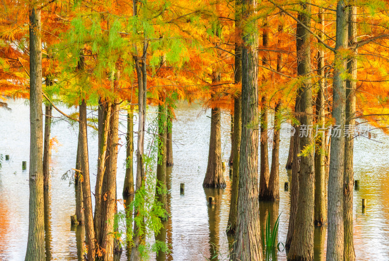 成都白鹭湾湿地公园水杉秋景