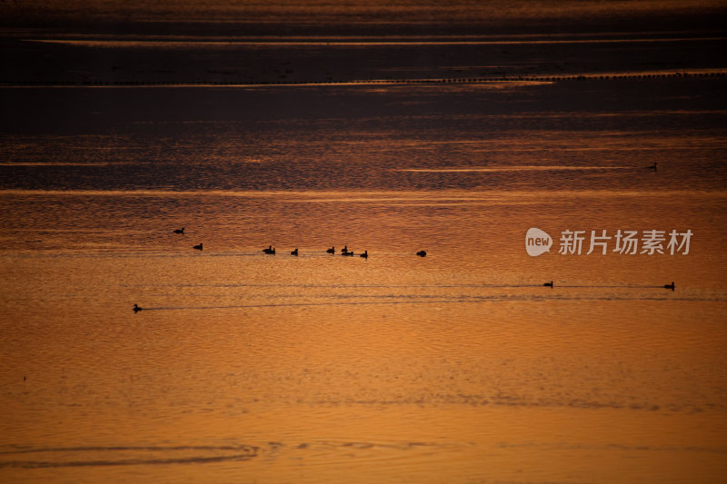 夕阳下水面上的鸟群晚霞