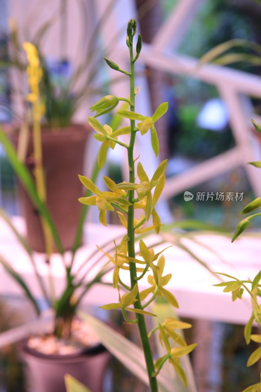 黄兰花特写镜头展示植物之美