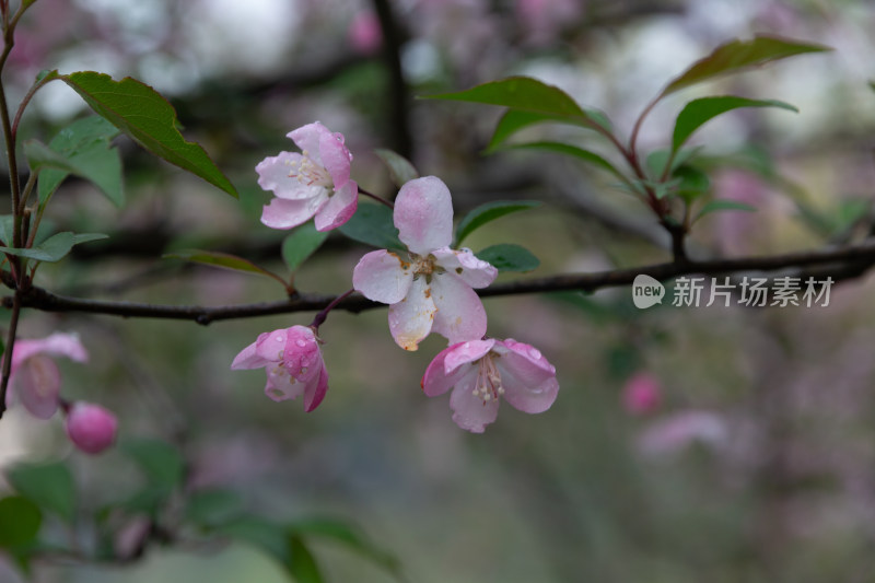 带水珠的粉色海棠花特写